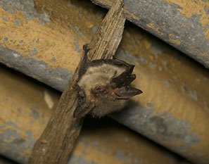 Occasionally, bats may accidentally fly into your house through an open door or window. In the late summer, young bats sometimes make bad choices or get turned around and find themselves inside your home. Let's help them get back outside!