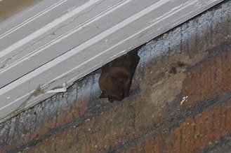 Is there a lone bat on your porch or side of your house? Male bats tend to roost solo and may find your porch the perfect place. They may only stay for a few days at most. If they aren't troubling you, leave the bat alone and thank it for eating the insects in your yard at night.